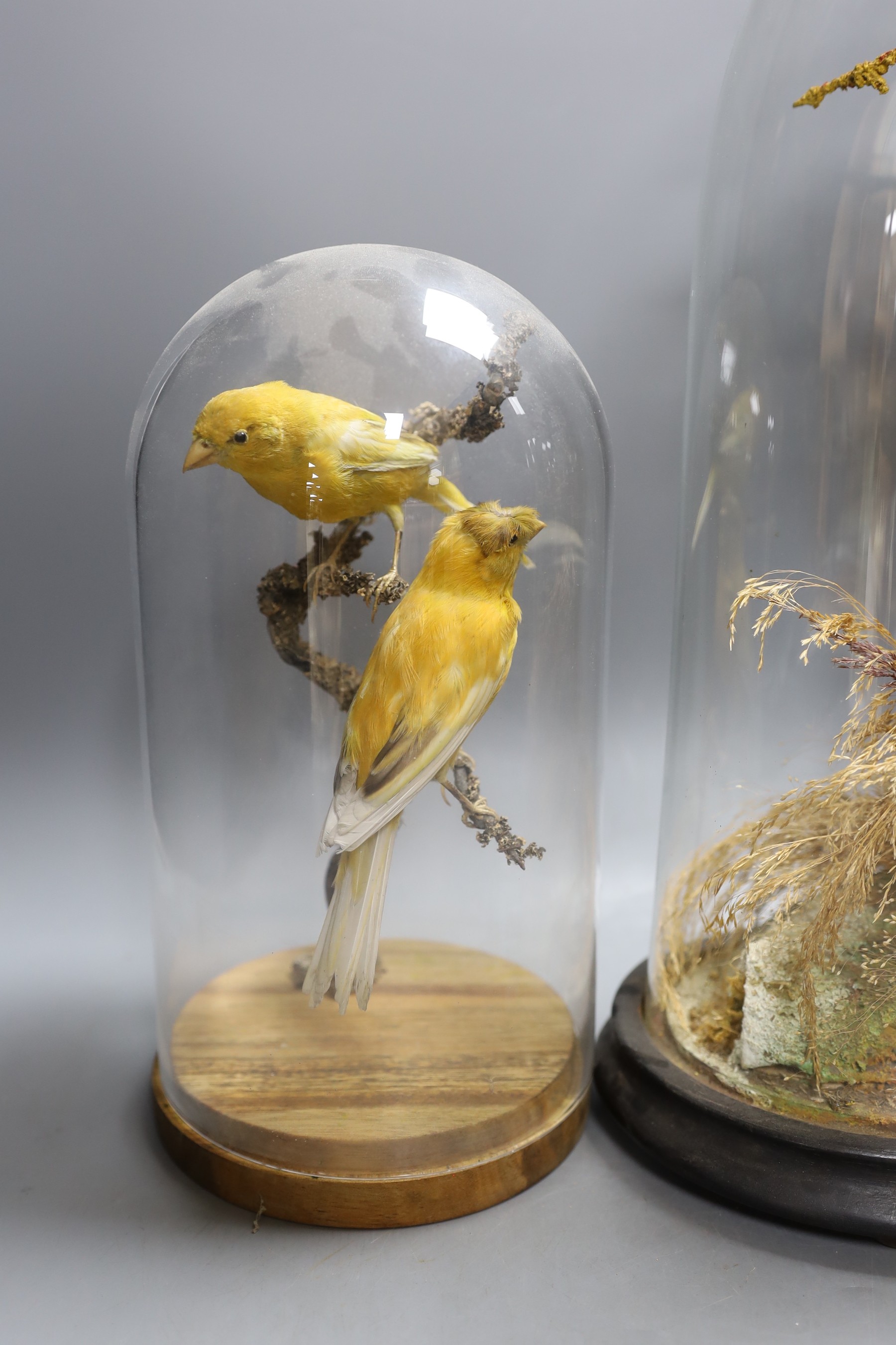 Taxidermy - a Victorian group of two goldfinches and a group of canaries, each under glass domes, 42 cm and 26.5 cm high (2)